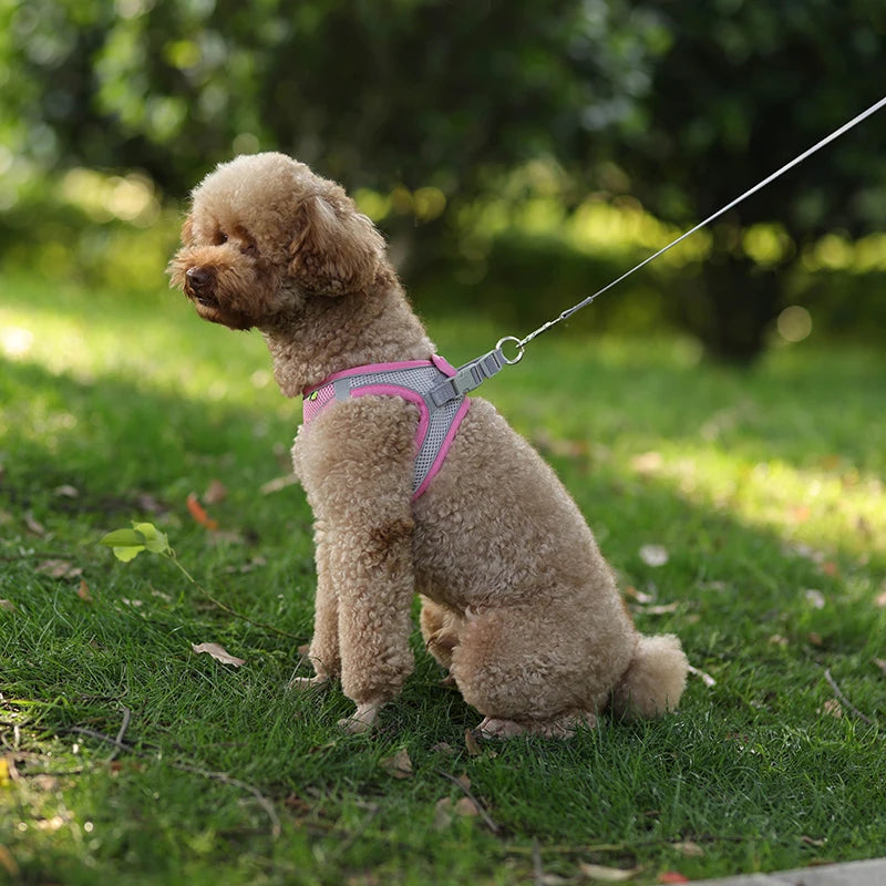 Everyday Walk Pet Harness