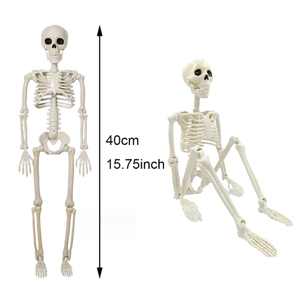 Posable Human Skeleton