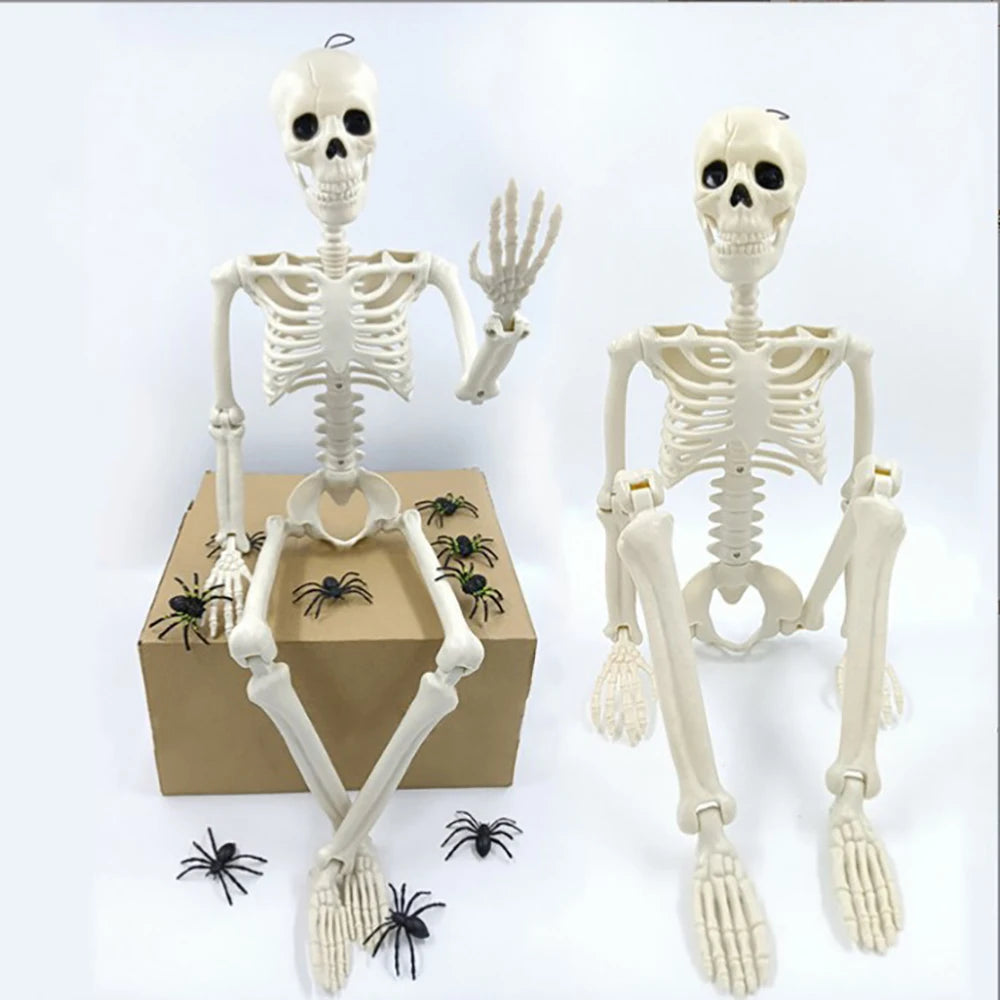 Posable Human Skeleton