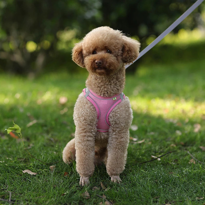 Everyday Walk Pet Harness