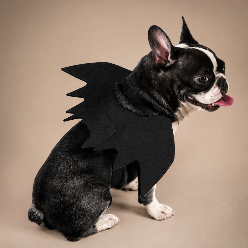 Midnight Wings Bat Costume for Pets