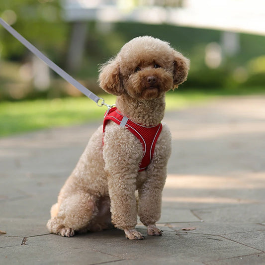 Everyday Walk Pet Harness