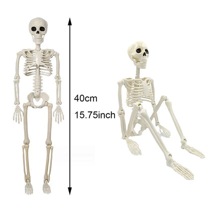 Posable Human Skeleton