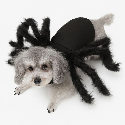 Funny Pet Spider Costume